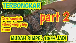 Cangkok kelengkeng media tanah || simple,cepat,100% sukses || part 2