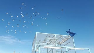 Flying time high flyer pigeons 100   Ustad Ahmed Balvi by Pigeons Star