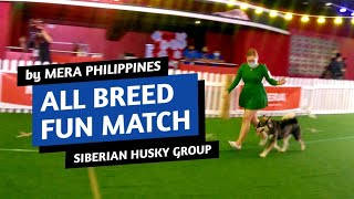 Joining a FUN MATCH || SIBERIAN HUSKY Group || MERA Philippines by SPARTAN ALPHA TV 422 views 2 years ago 17 minutes