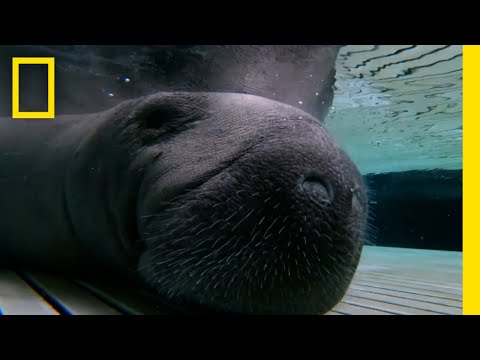 Manatee Tooth Removal | Lil Joe Goes to the Dentist | Magic of Disney