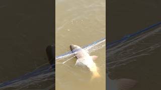 Gill Net Fishing Rohu Fish