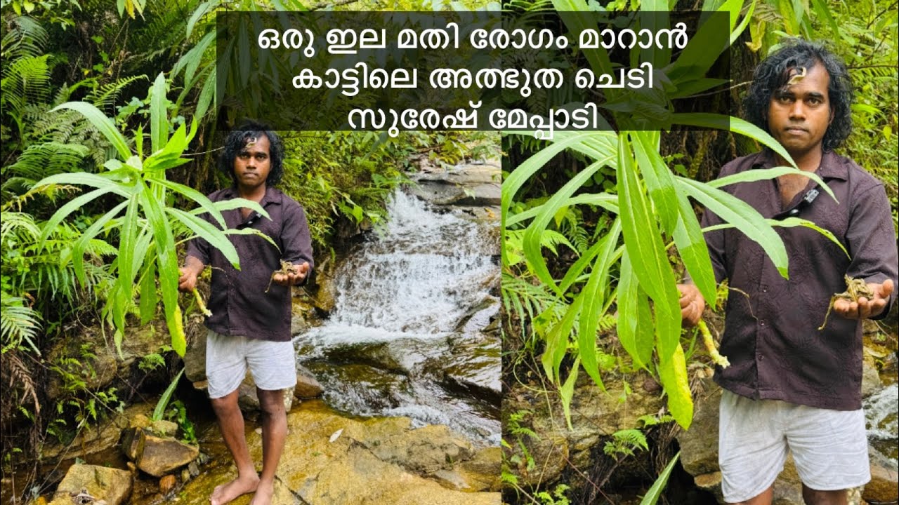 ആരോടും പറയില്ല,കാട്ടിൽ പറകെട്ടിൽ ഒരു മരുന്ന്, വീണ്ടും സുരേഷ് മേപ്പാടി !!