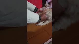 Tolfenamic Acid Toxicity In Cat