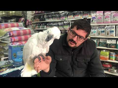 Video: Macaw Palm Care - Bir Amerika Papağanı Palmiyesi Yetiştirme Hakkında Bilgi Edinin