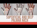 SUPERFICIAL AND DEEP PALMAR ARCH | The White Army