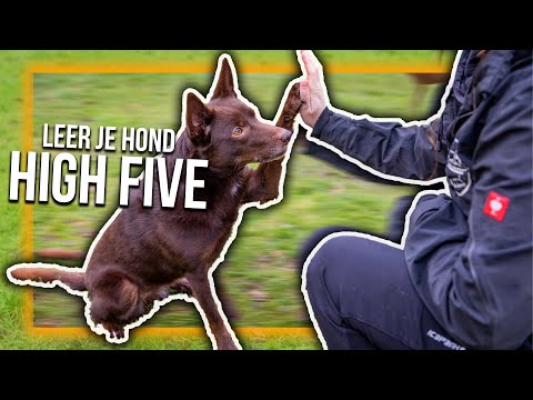 Video: 5 manieren om uw hondenpompoen te voeren