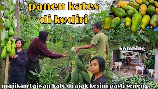 DI AJAK PANEN KATES KE KEBUN NYA MBAH YII KEDIRI ‼️ MAJIKAN TAIWAN KALO DI AJAK PASTIII BAHAGIA 