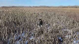 Molly the Springer spaniel working tails