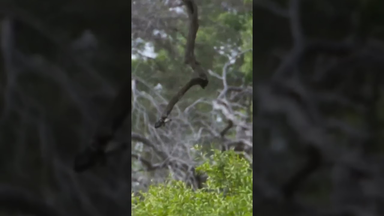 Леопард нападает не на ту добычу 