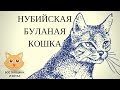 Нубийская буланая кошка.Дикая кошка