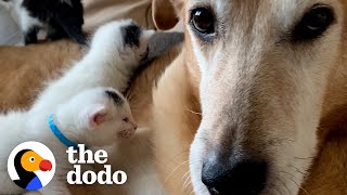 German Shepherd Loves His Blind Foster Kittens | The Dodo