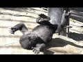 【ゴリラの1分動画＃290】赤ちゃんゴリラキンタロウはフラフラ【京都市動物園】