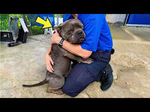 Dog Says Goodbye to His Owner Before Euthanasia, and the Vet Screams Desperately! - YouTube