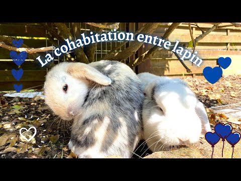 Vidéo: Comment se lier avec votre lapin