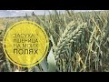 Как переносит засуху пшеница на моих полях!