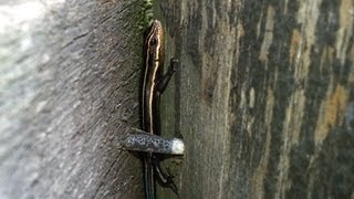 Blue-tailed Skink