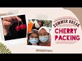 Student working at a Cherry Factory in Australia | Pelajar bekerja di Kilang Cherry di Australia