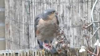 Sperwer in Ede, Enkstein 29-01-2021 op tuinvogeltellingsdag.