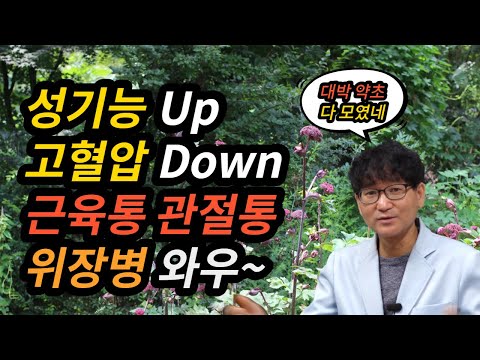 #남성에게 좋은 약초#혈압을 내리는 약초#관절통에 좋은 약초#위장병에 좋은 약초#좋은 약초 여기 다 있어요[약초방송]