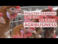 MY BUSINESS:POULTRY FARMING IS THE MOST LUCRATIVE AGIBUSINESS | CHICKEN FARM | TIPS &amp; BEST PRACTICES