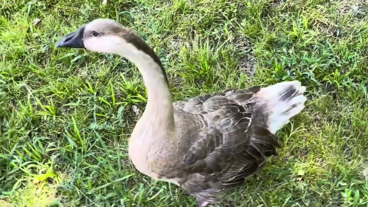 More Goose Goose and Stuff( The Neighbors Pet Goose) 