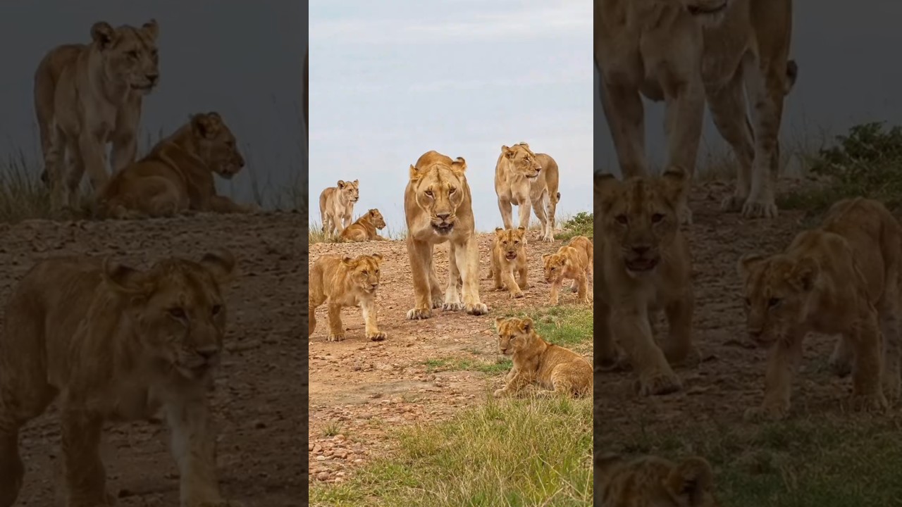 The Entire Topi Pride Spotted in Rongai Territory
