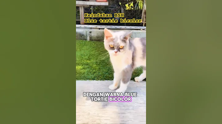 Watch the video about Cantiknya BSH betina Blue Tortie Bicolor #shorts #BritishShorthair #KucingBetina #KucingLucu #cat
