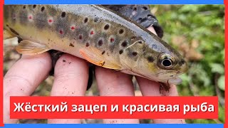 видео: #92 #форель Открыл сезон по форели картинка: #92 #форель Открыл сезон по форели