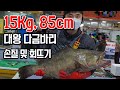 [대왕 다금바리 회뜨기] 15kg, 85cm 다금바리 손질 풀영상. 수율은 이렇게 올리세요. How to fillet giant Kelp grouper.