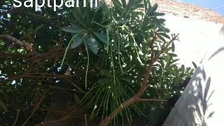 Amazing tree Sapt parni @ Effective for All type of fever and asthma Treatment***