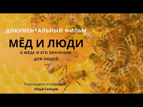 Видео: Мед от дива пчела - лечебен източник