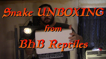 Snake Unboxing from BHB Reptiles