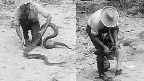 Wrestling a Scrub Python - ABC News Archives