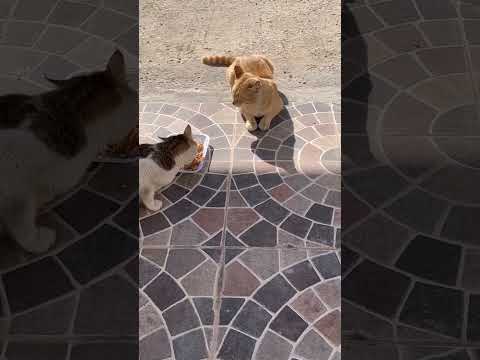 ليش الذكر ينتظر حتى تنتهي الاناث من الأكل