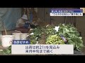 早くも出荷ピーク 県内最速の枝豆「弥彦むすめ」朝採れ･さわやかな味わいが自慢【新潟･弥彦村】スーパーJにいがた5月20日OA