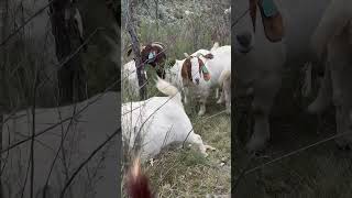 Boer Goats In The Aussie Bush