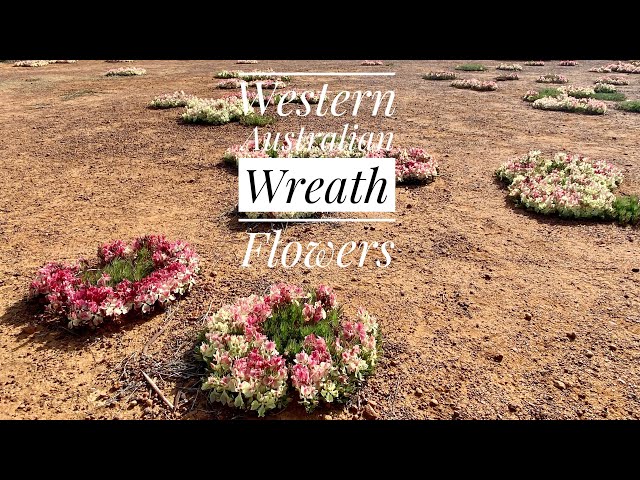 On the Hunt for the Wreath Flowers in Western Australia