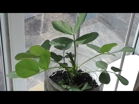 Выращивание арахиса в Сибири, практический опыт.