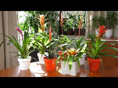 Wideo: Rośliny Domowe Bromeliad (25 Zdjęć): Przylistki Ananasa I Kwiat Bromeliad, Guzmania I Inne Rodzaje I Gatunki