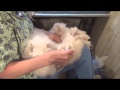 Grooming English Angora Rabbits for show and fiber