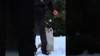 MEET THE CUTEST PUPPY EVER!! Yoshi the Icelandic Sheepdog!! 🧊 🐑 🐕