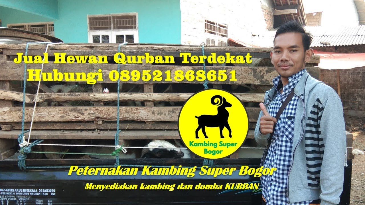 Jual Hewan Qurban Terdekat - YouTube
