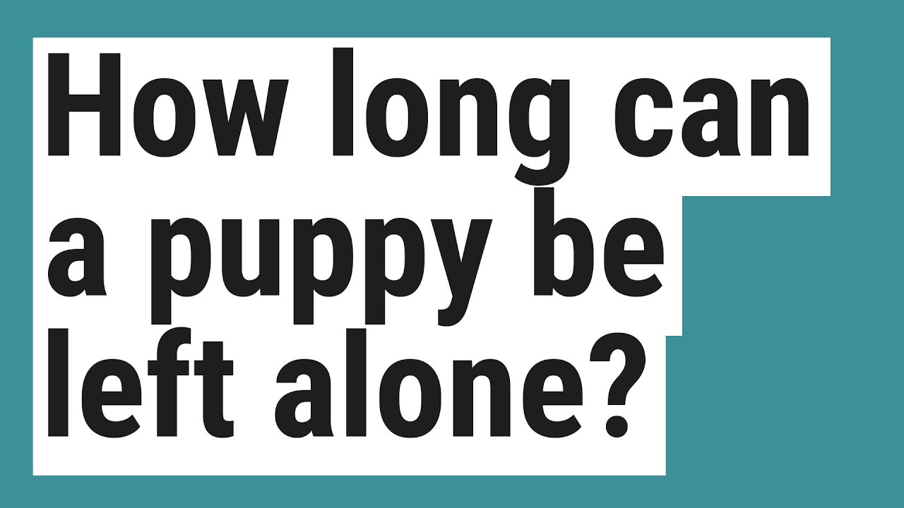 How long can a puppy be left alone? YouTube
