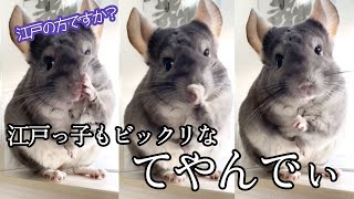 もしかして…江戸の方ですか?|PECO