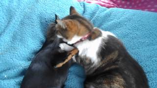 Cat and Chihuahua  in Love!