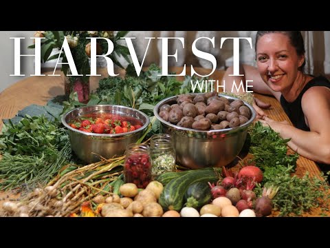 An Abundant Garden HARVEST in June! 1/4 Acre Homestead