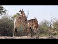 Life along the SAND RIVER