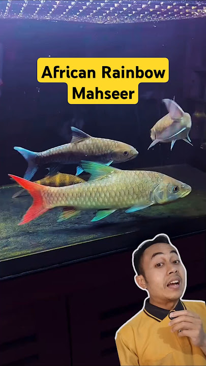African rainbow mahseer (Labeobarbus malagarisi) beautiful fish from Africa #ornamentalfish #faja...