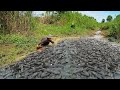 Amazing Top10 Videos Catching & Catfish - Best Fishing Using Hands After Raining