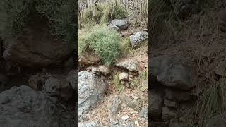 Awesome Wild Boar Run Fast 🐗 #warthog #pig #boar #hog #viral #animal #wildpig #wildboar #wildlife